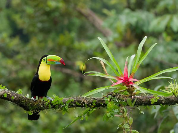 <h3><a href="/trips/costa-rica/biota/animalia/chordata/aves/039 piciformes/005 ramphastidae/ramphastos sulfuratus/ramphastos sulfuratus-nl.html">Ramphastos&nbsp;sulfuratus</a> / Keel‑billed&nbsp;toucan / Zwavelborsttoekan</h3>OM-1 Mark II met OLYMPUS M.150-400mm F4.5 TC, 1/2000 sec  bij F5.6, ISO 10000, afstand 10.5&nbsp;m